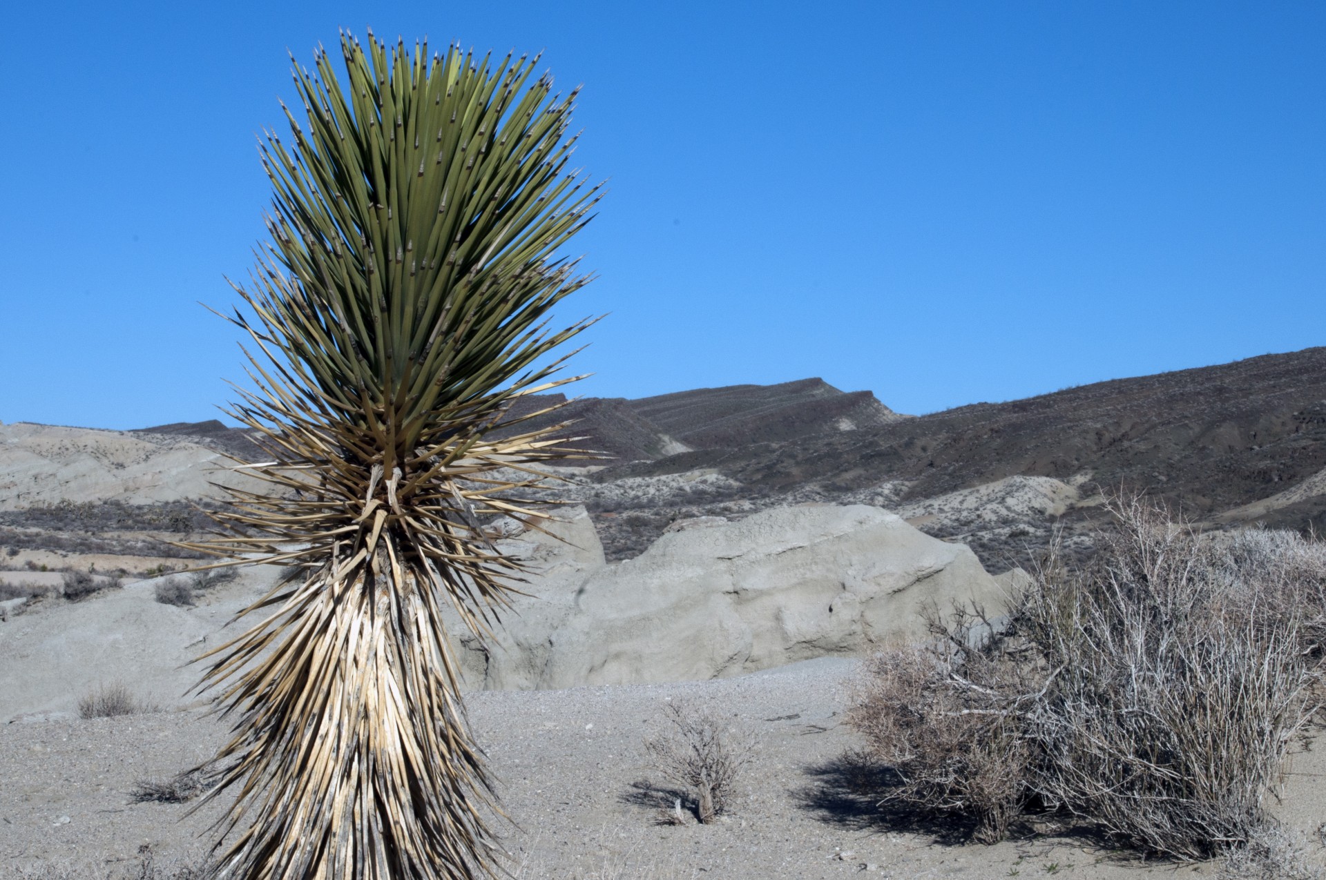 cactus desert red rock canyon free photo