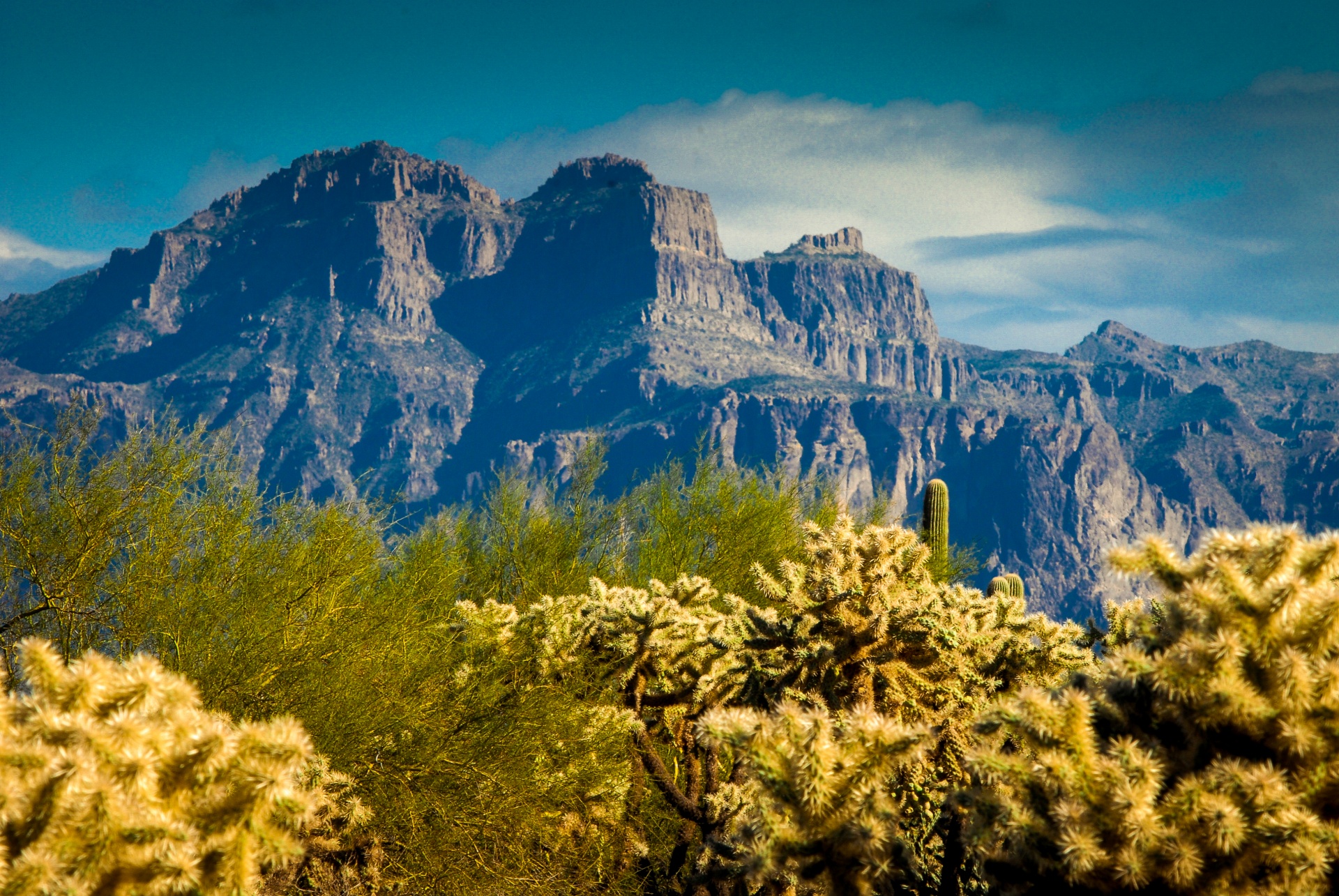 landscape desert cacti free photo