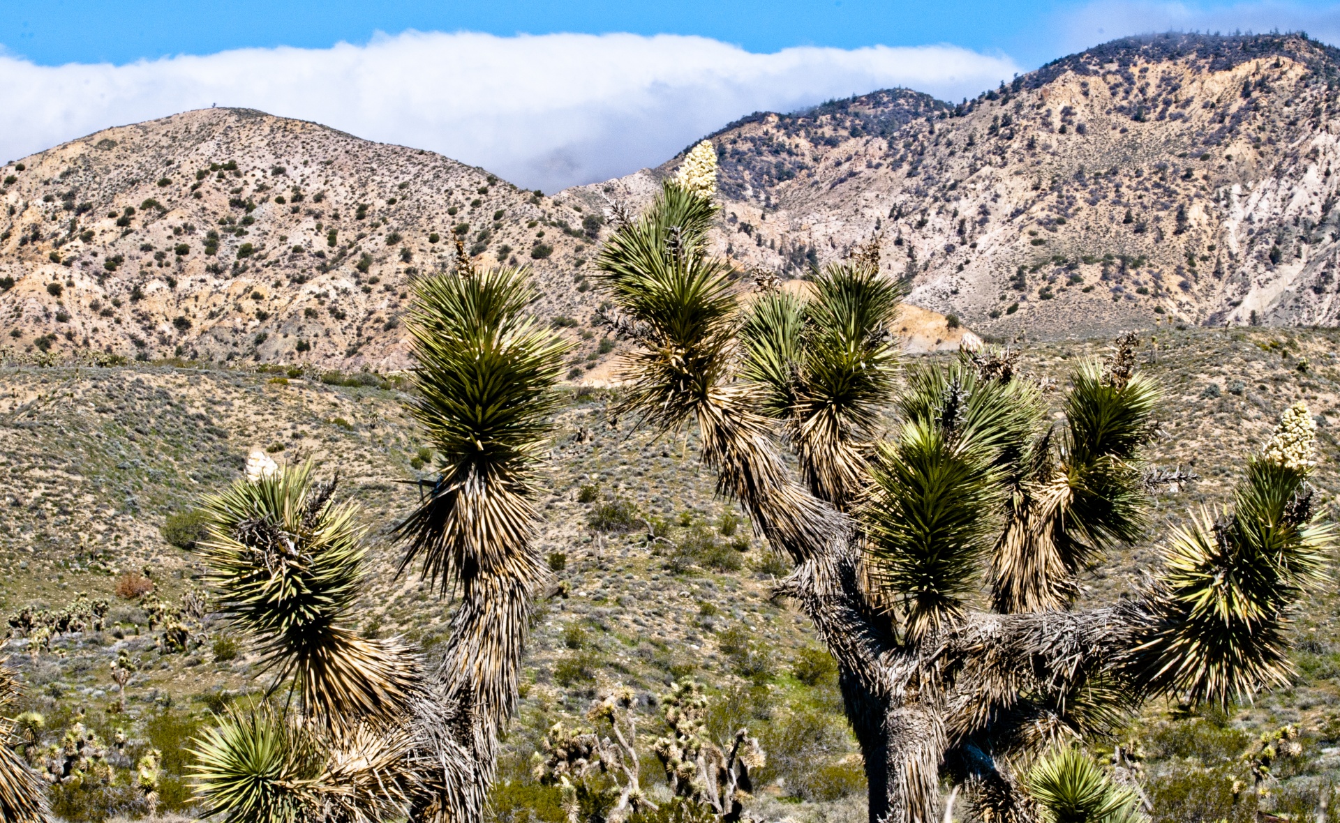 desert cacti cactus free photo