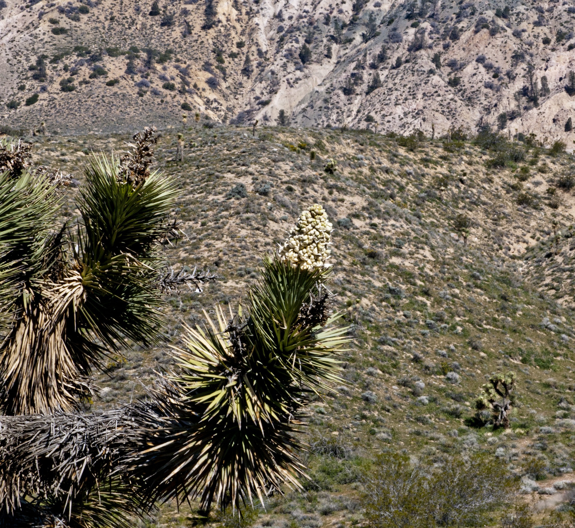 desert cacti cactus free photo