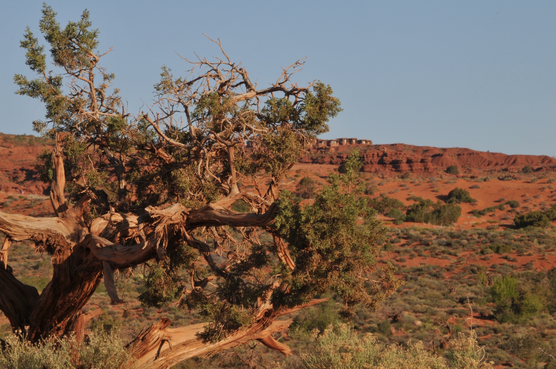 desert landscape arizona free photo