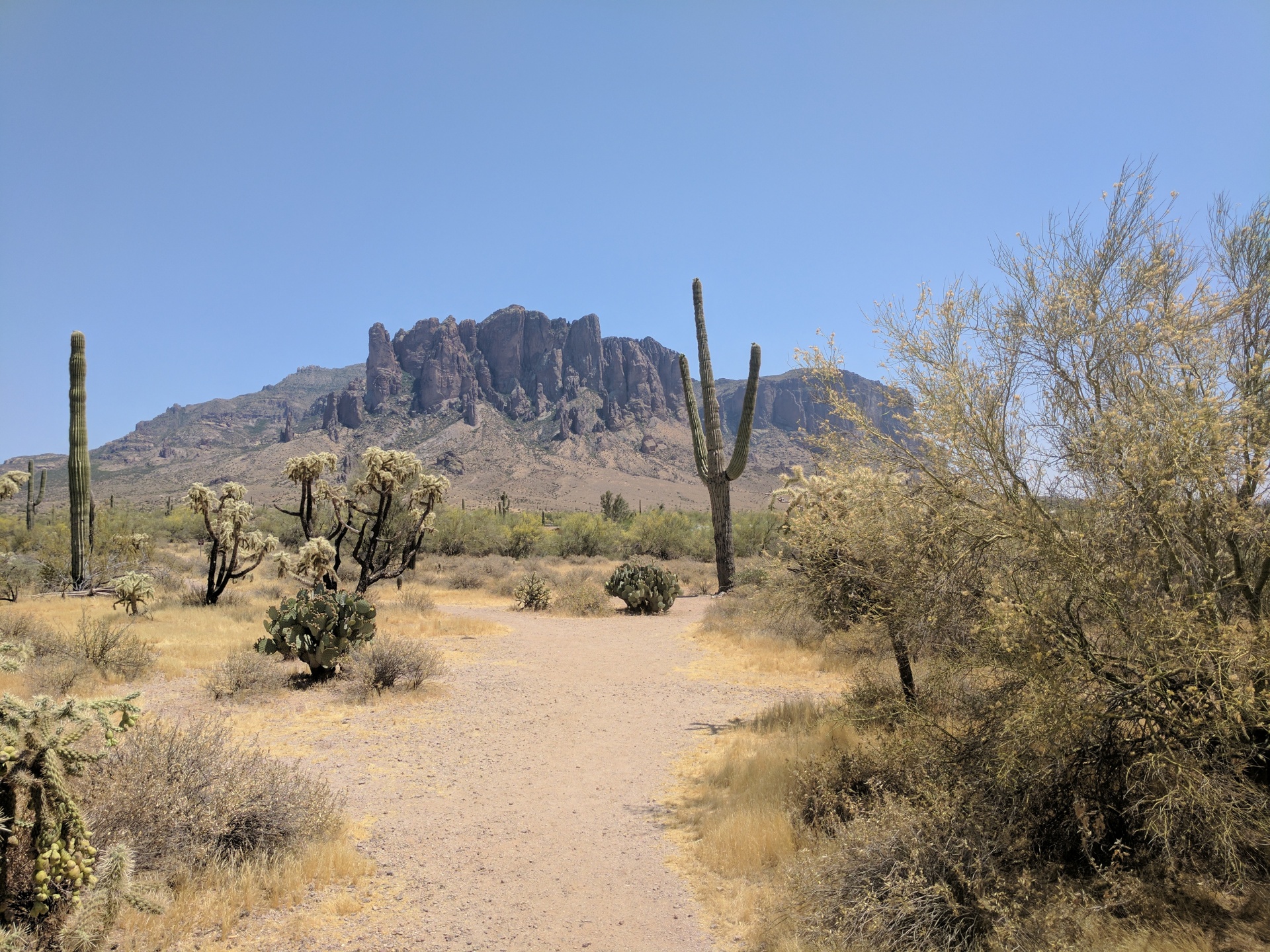 desert landscape cactus free photo