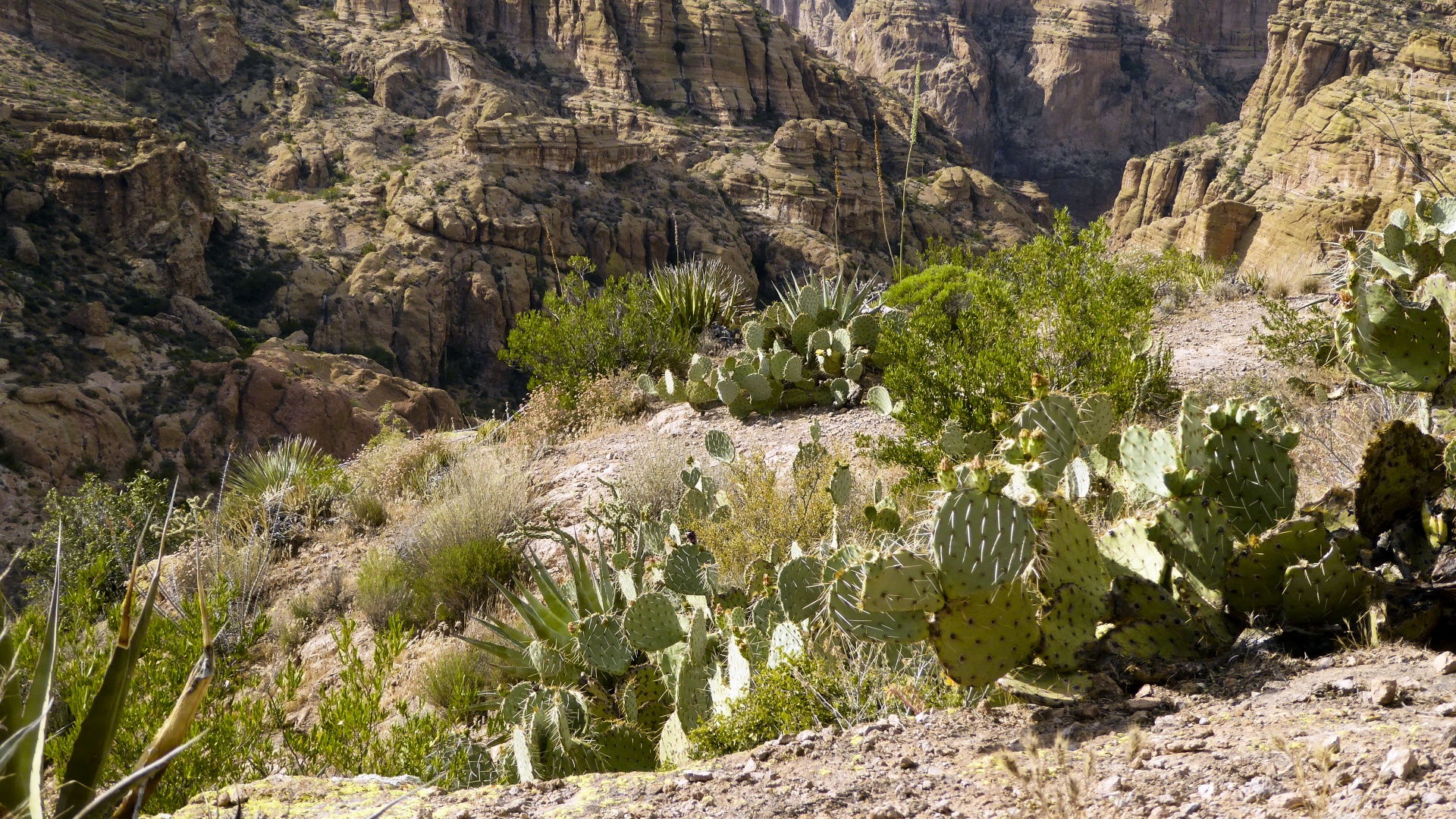 desert plant cactus free photo