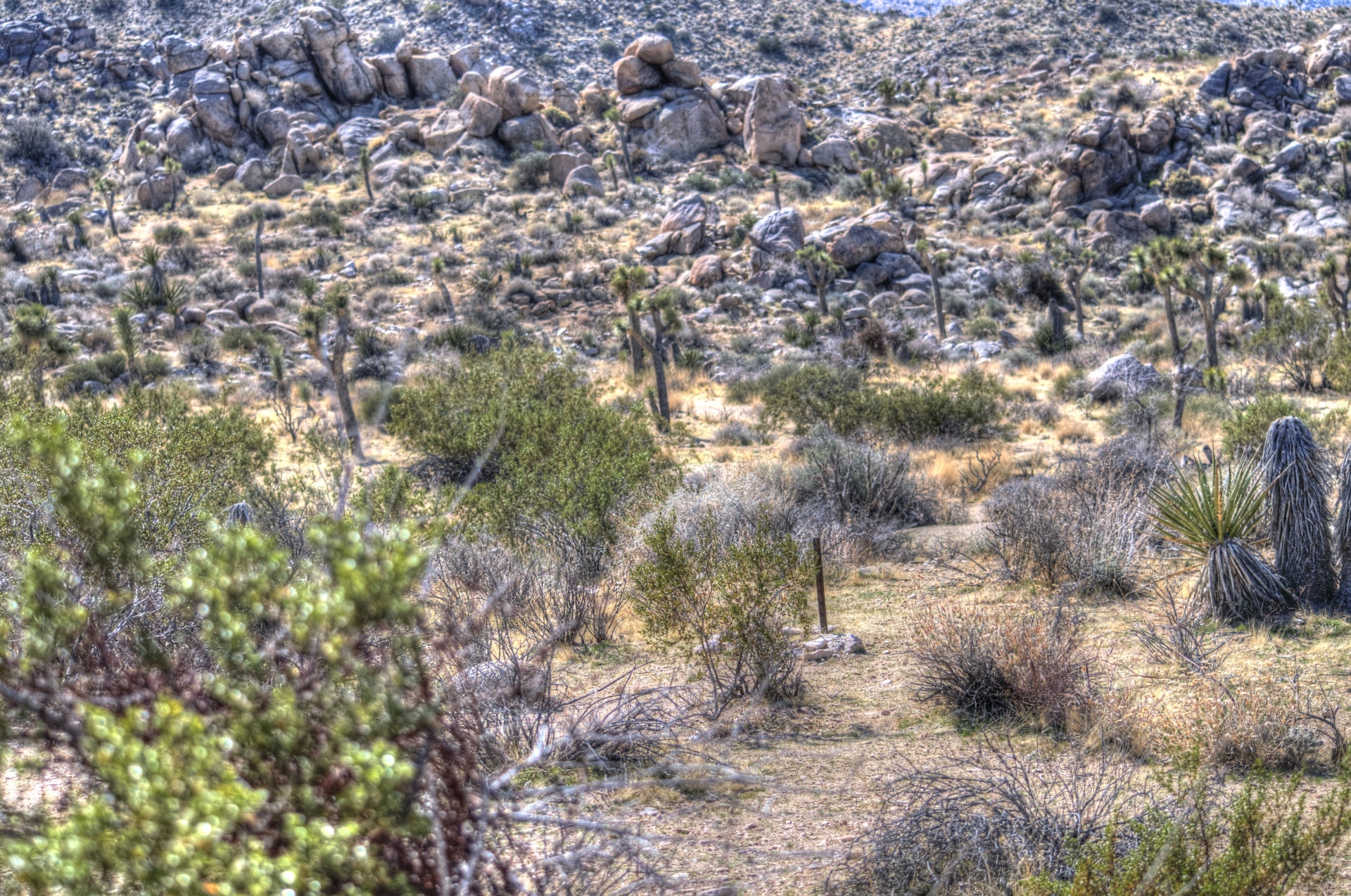 desert joshua tree landscape free photo