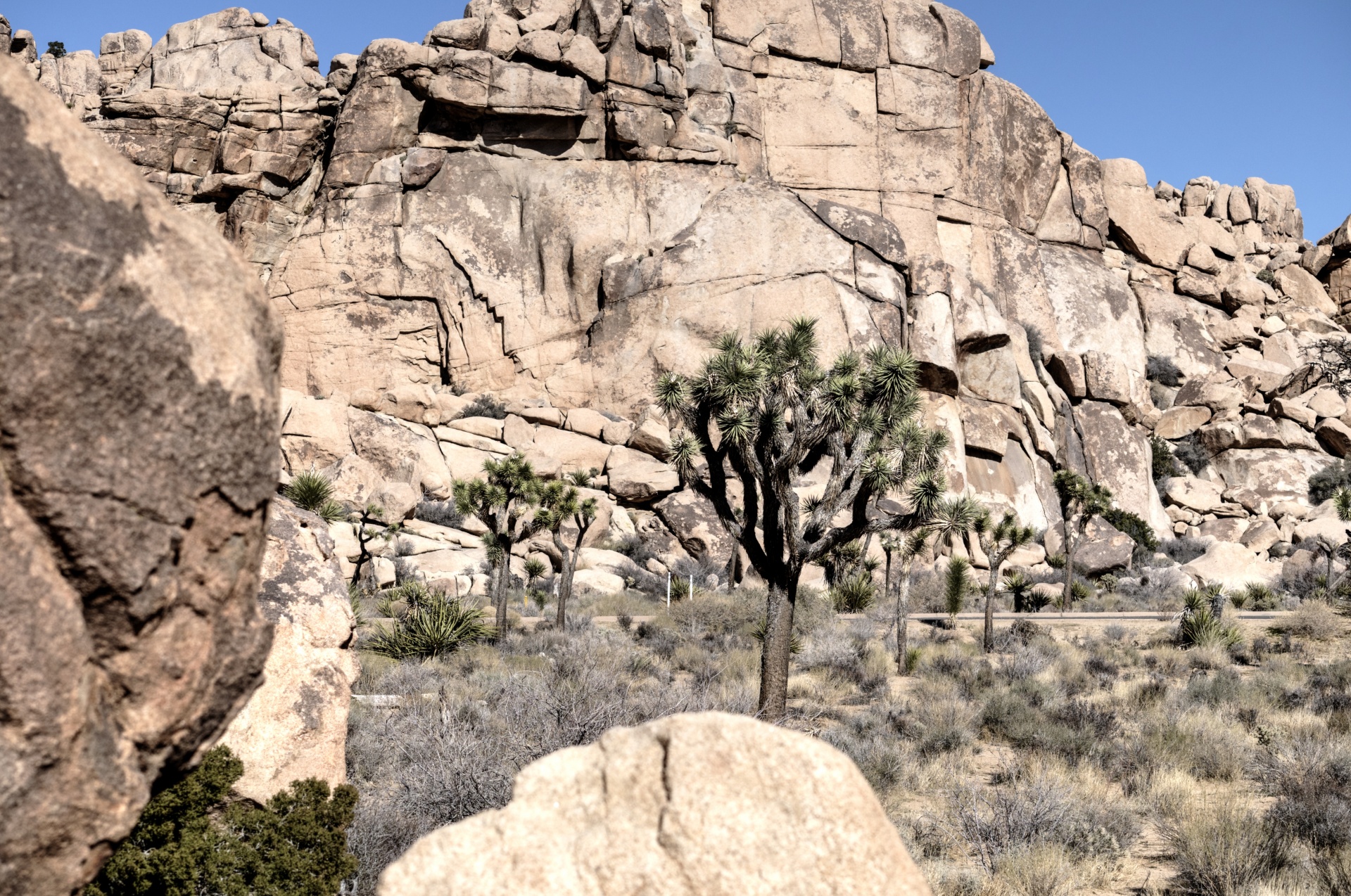 desert joshua tree landscape free photo