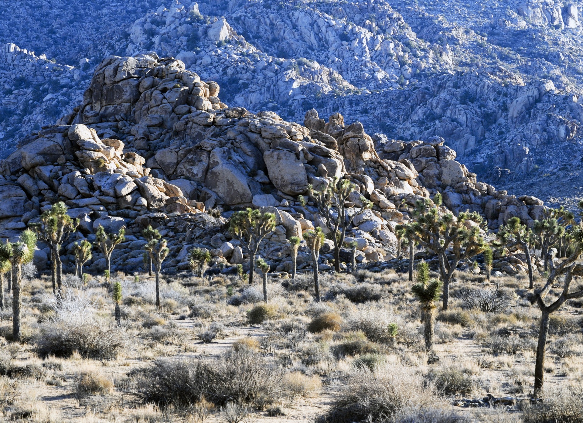 desert landscape joshua tree free photo