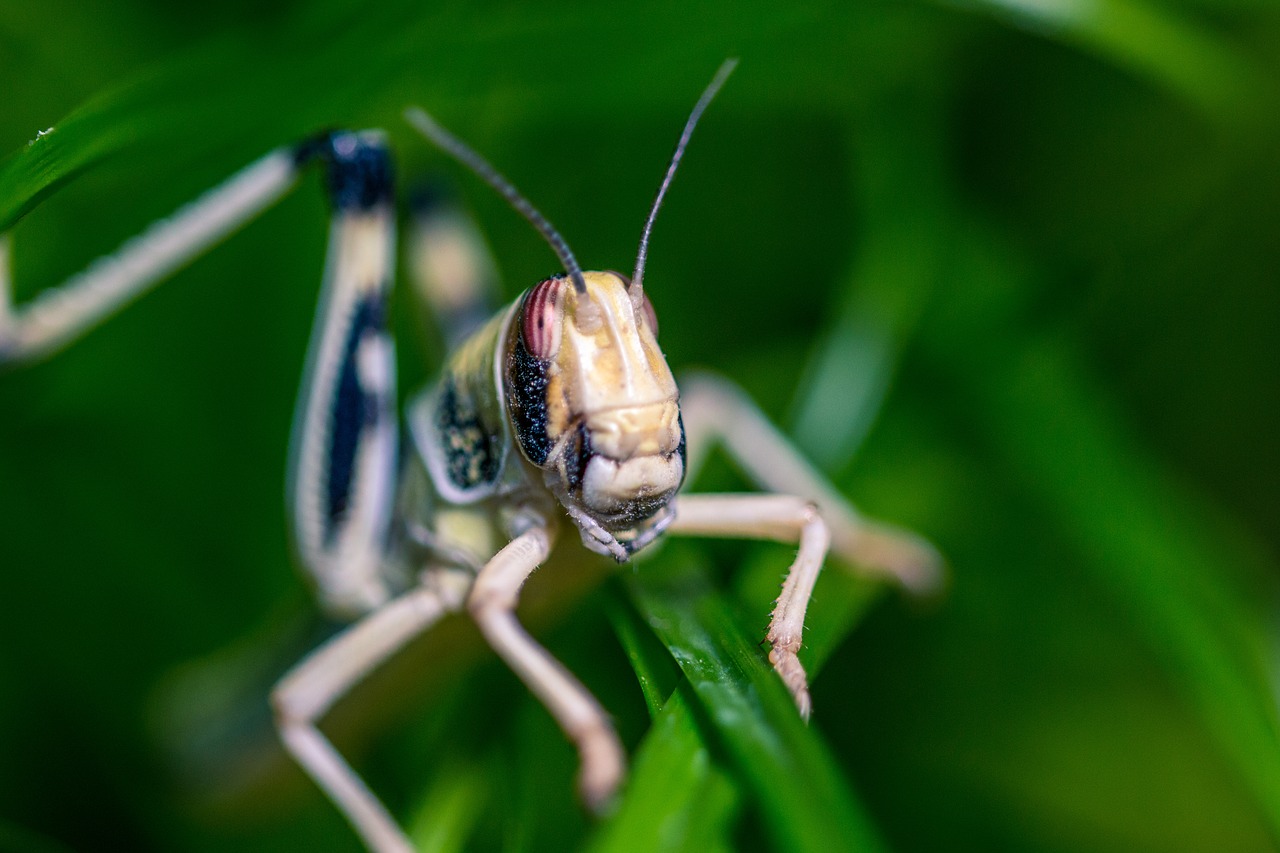 desert locust schistocerca gregaria grasshopper free photo