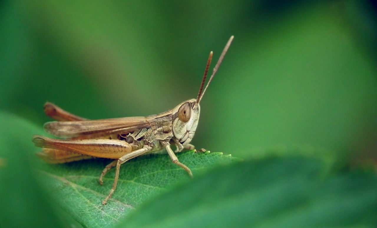 desert locust insect grasshopper free photo