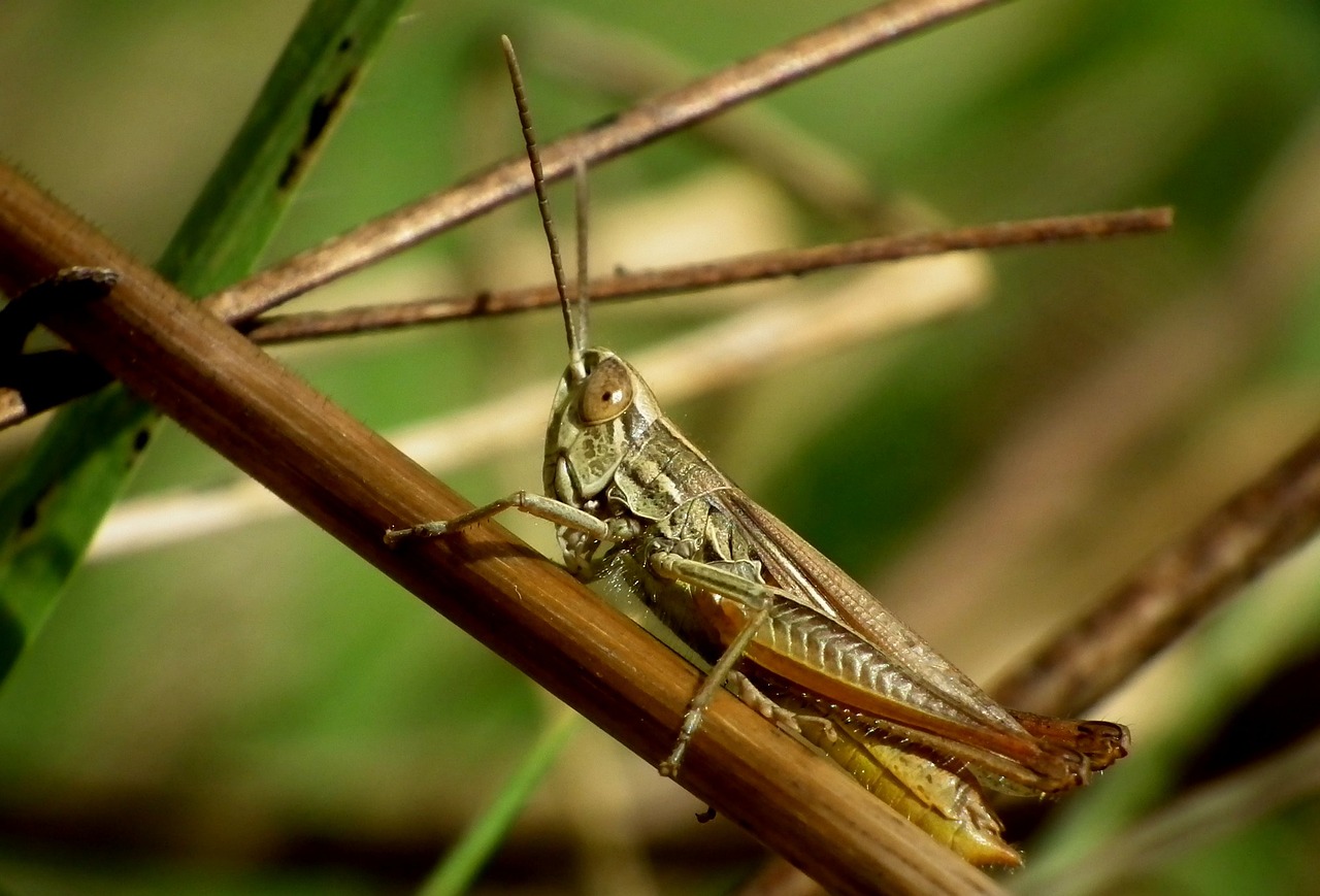 desert locust insect macro free photo