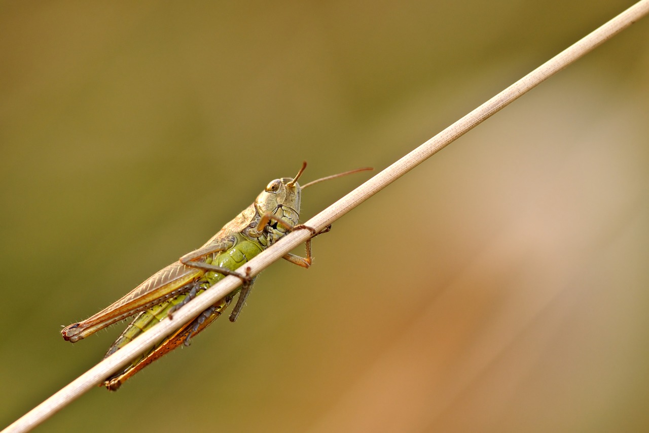 desert locust insect macro free photo