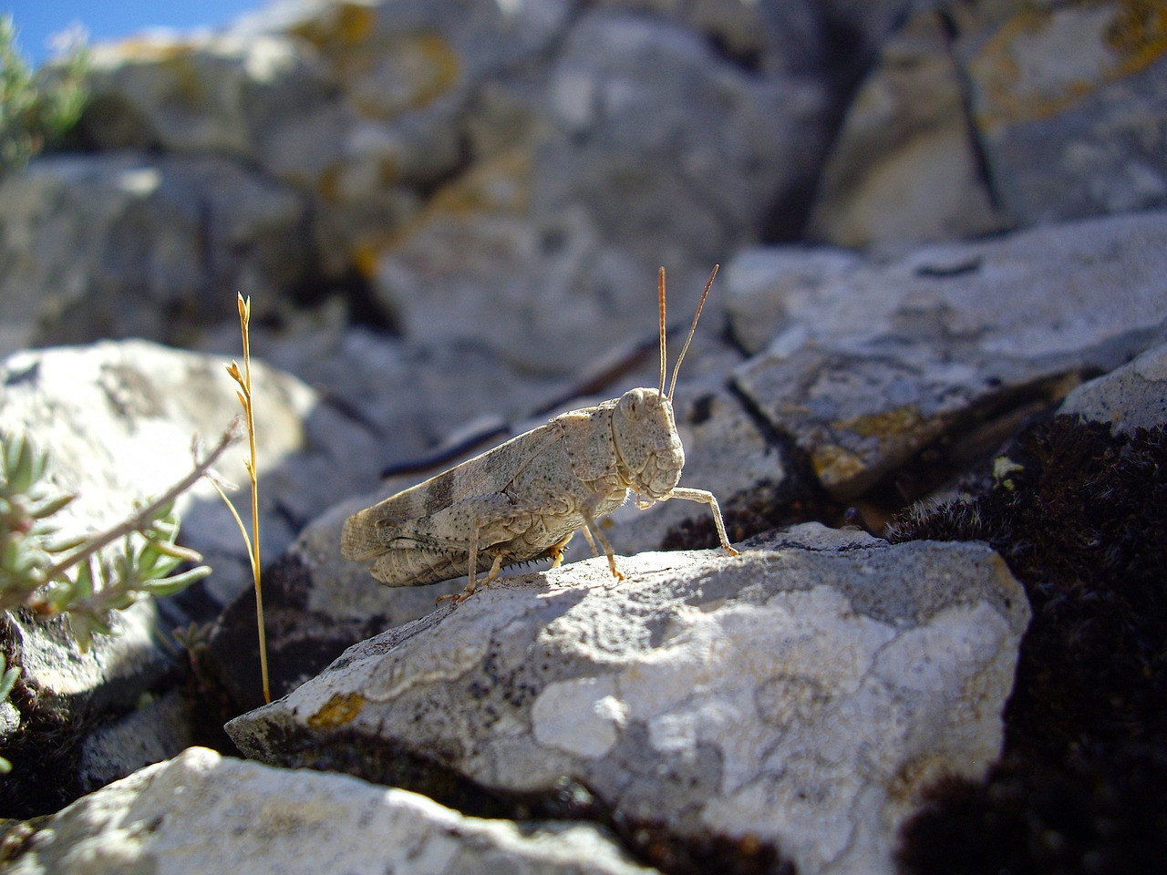 desert locust insect grasshopper free photo