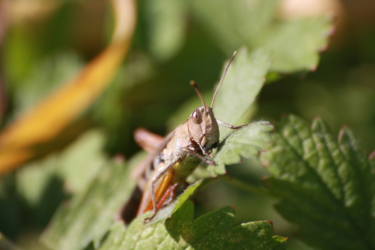 desert locust  grasshopper  nature free photo