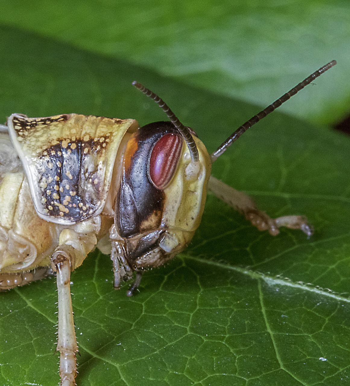 desert-locust  wings  insect free photo