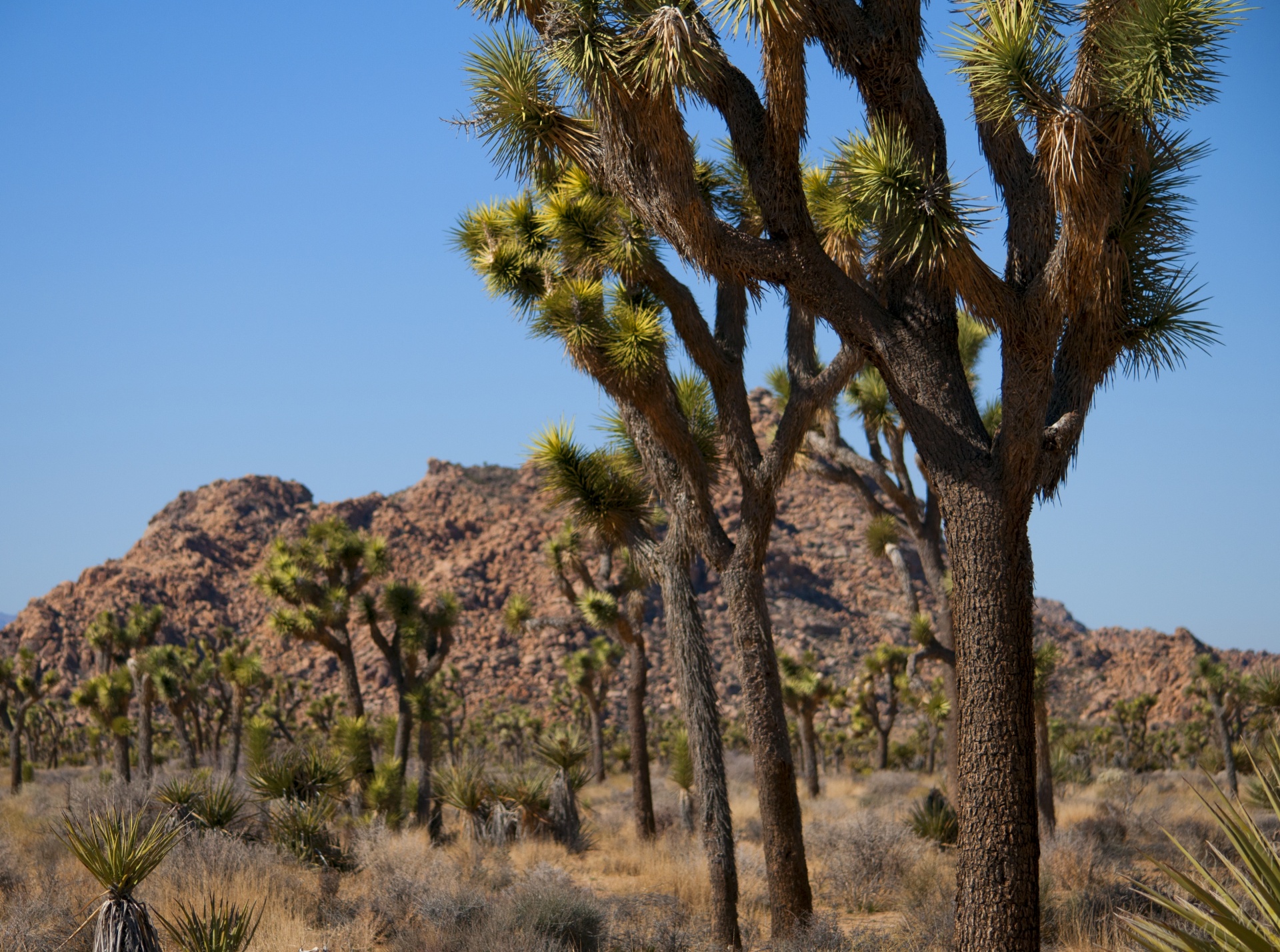 desert deserts desert landscape free photo