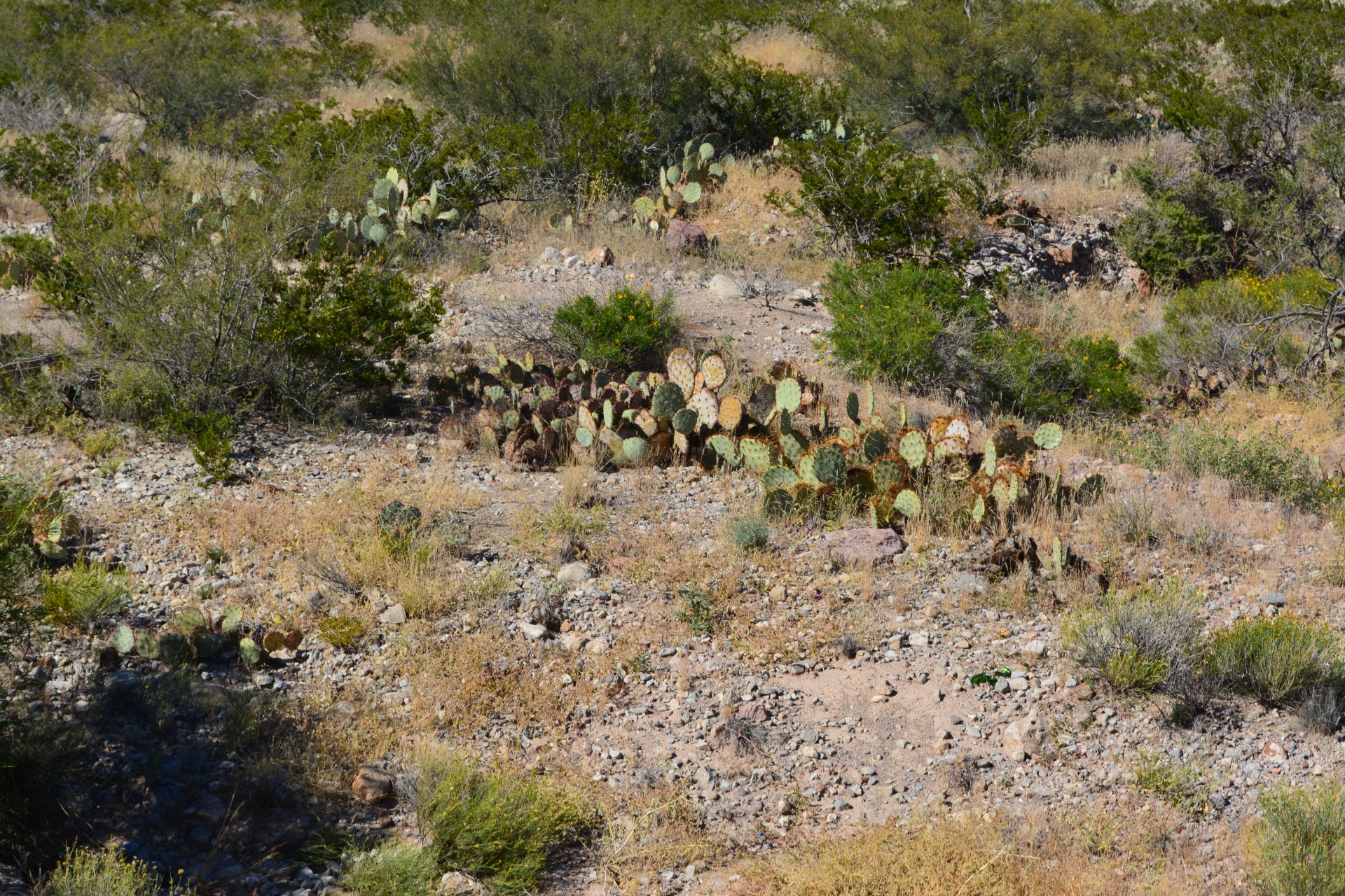 franklin mountains state free photo