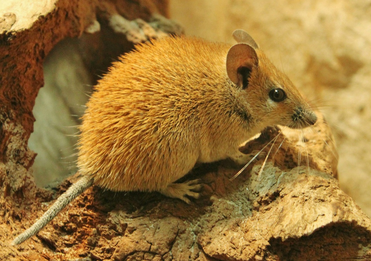 desert mouse mouse animal free photo
