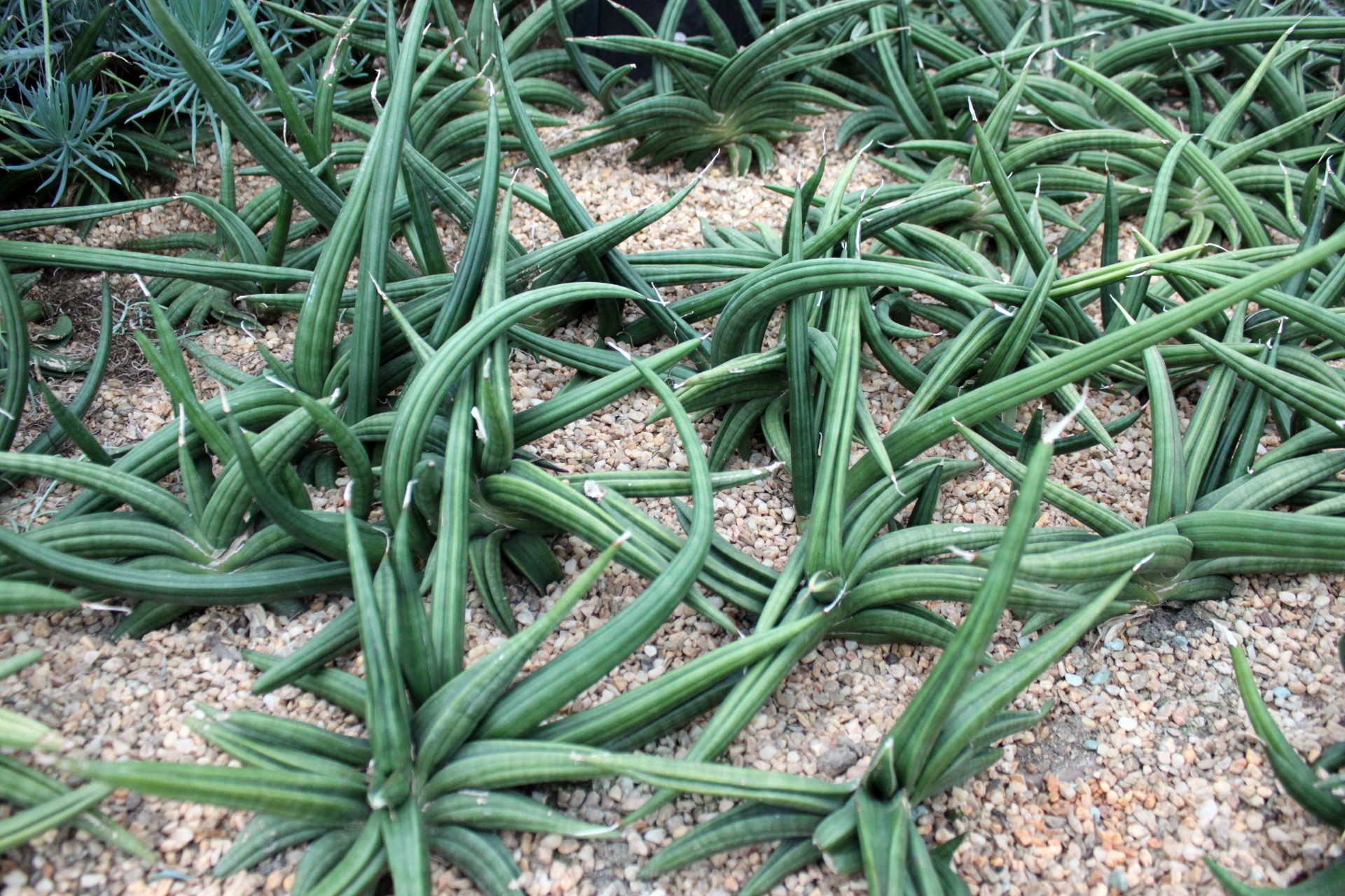 desert plant desert plant free photo