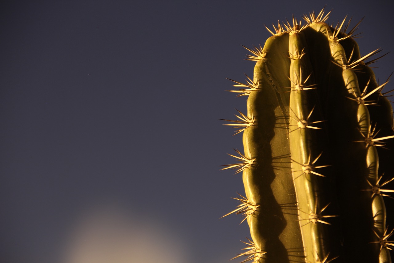 desert plant thorns nature free photo