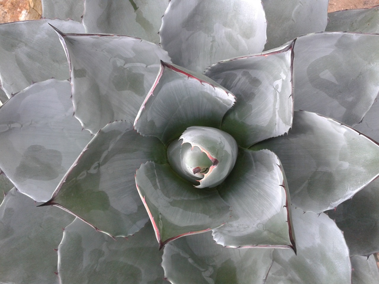 desert plant fettpflanze botany free photo