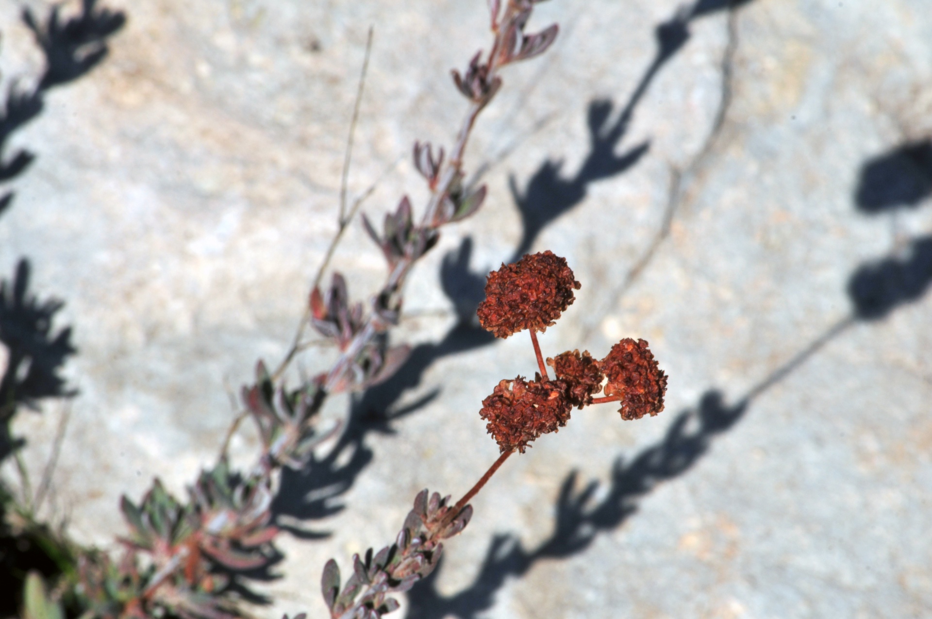 plant desert shadow free photo