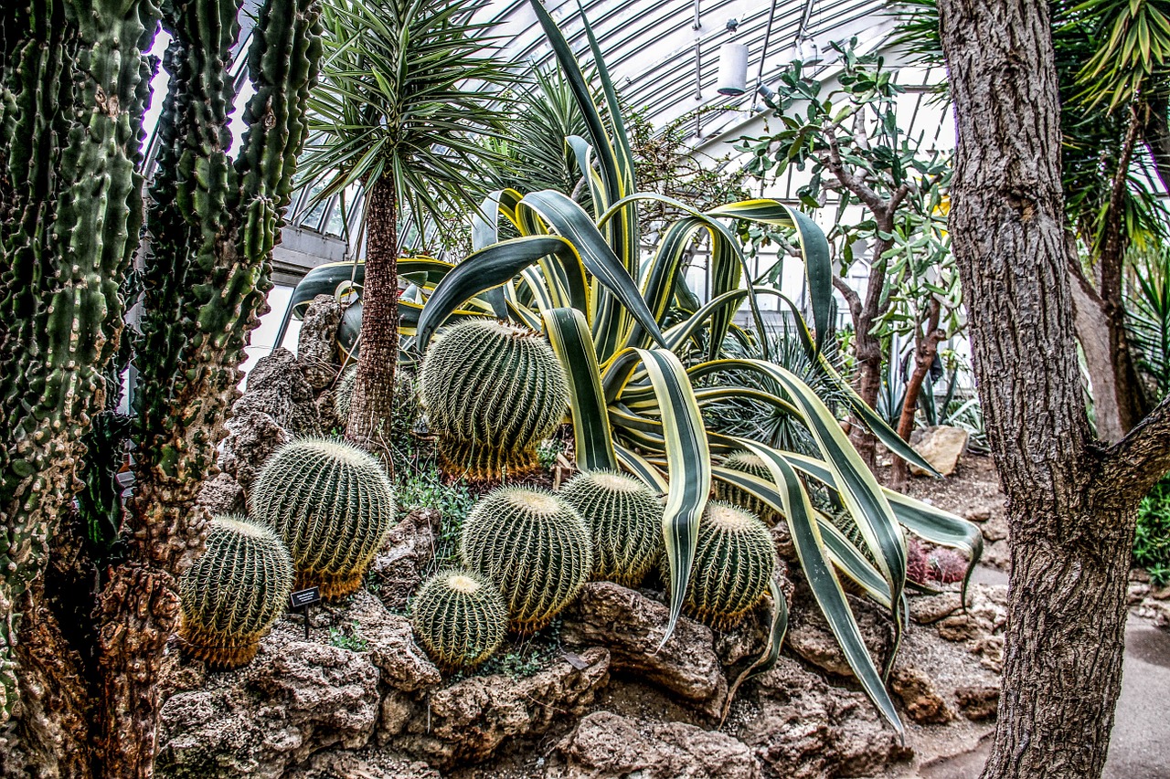 desert plants cactus botanical garden free photo