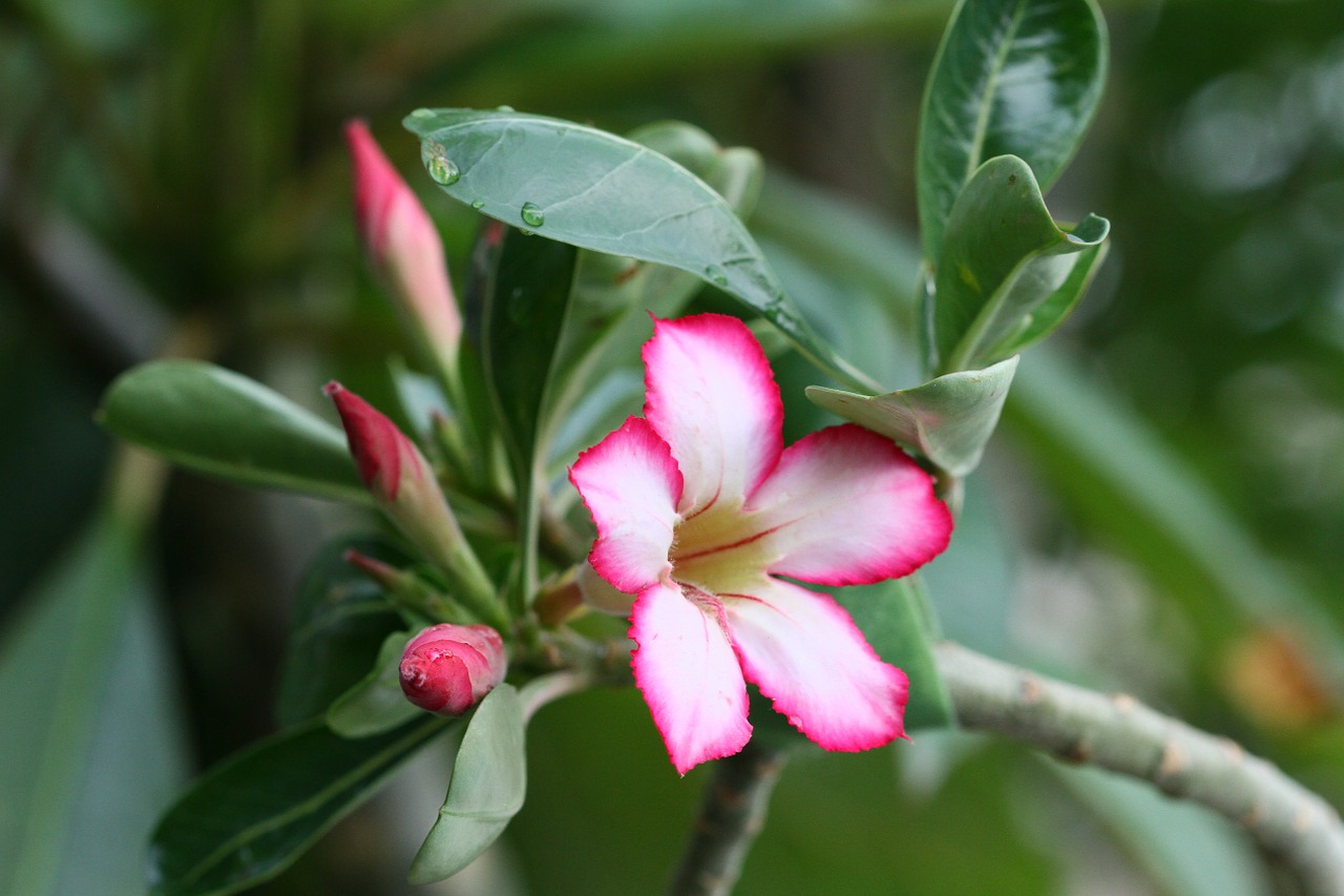 desert rose flower pink free photo