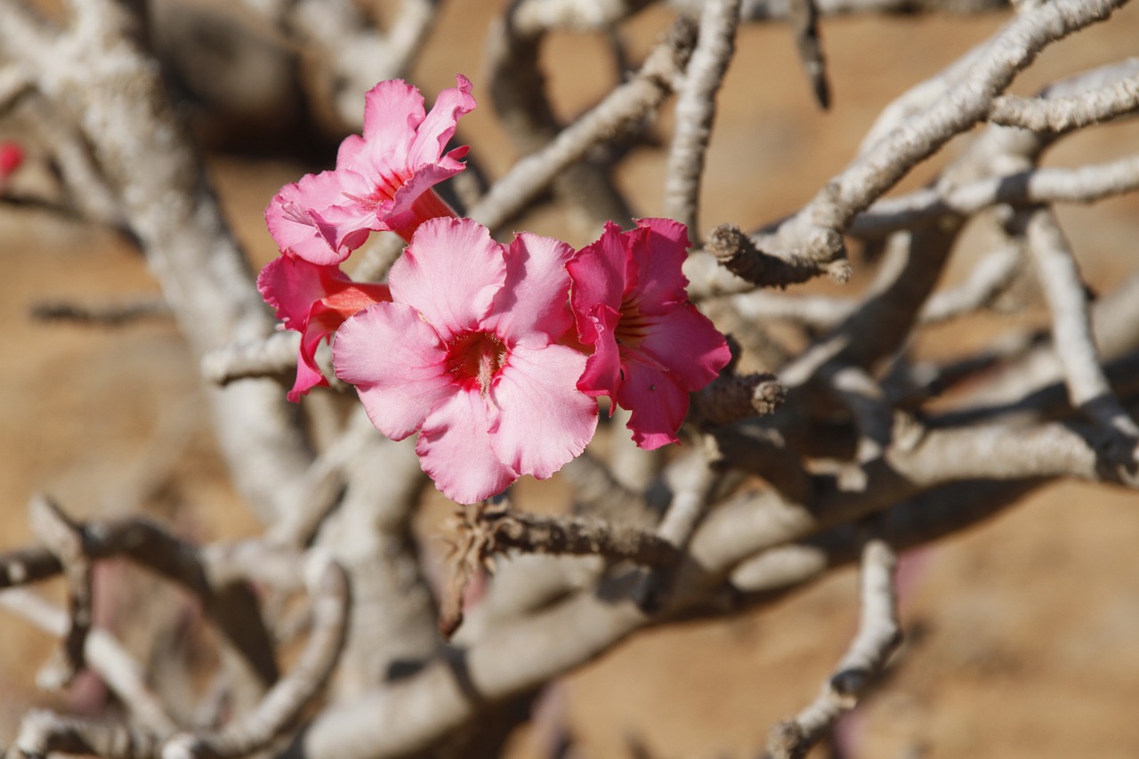 desert rose oman plant free photo