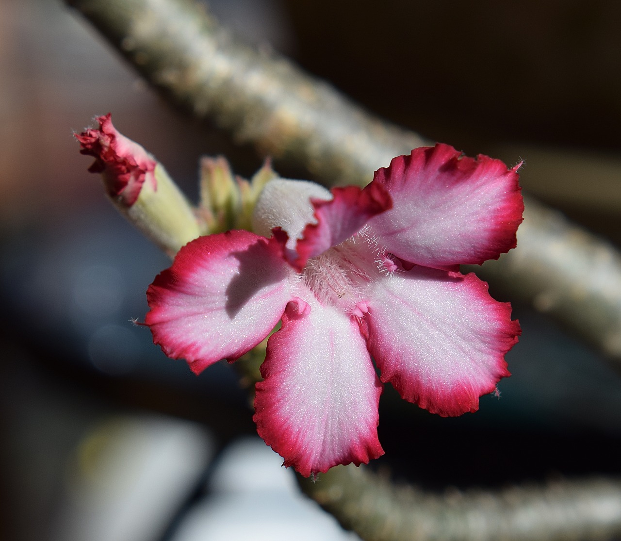 desert rose flower blossom free photo