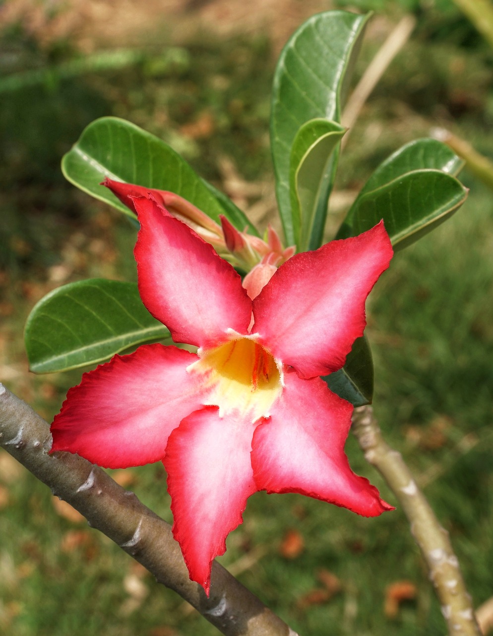 desert rose adenium obesum  impala lily  flower free photo