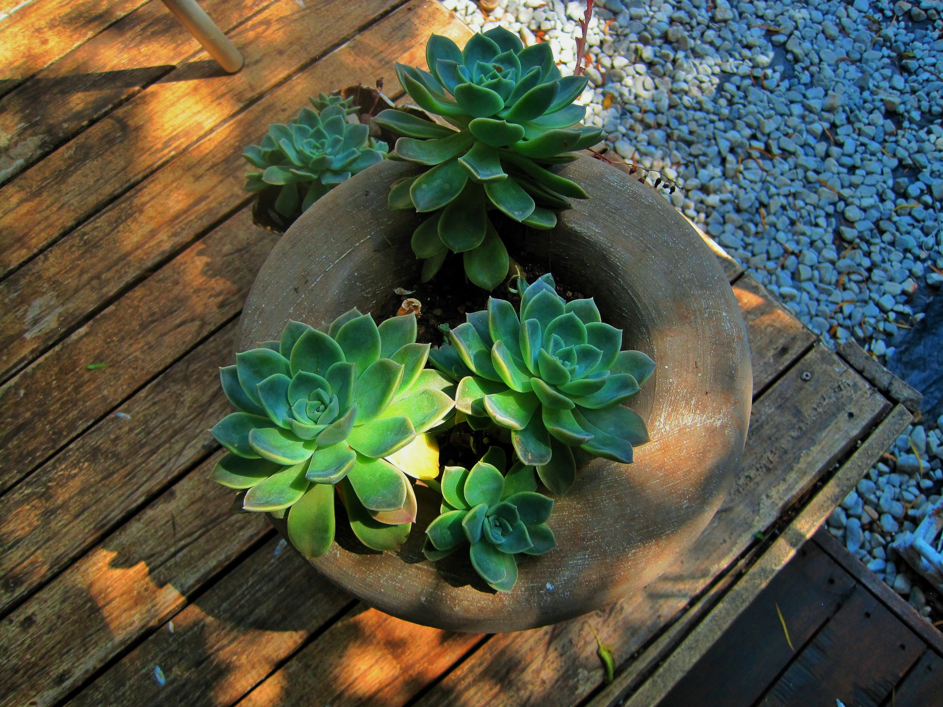 pot plant succulent free photo
