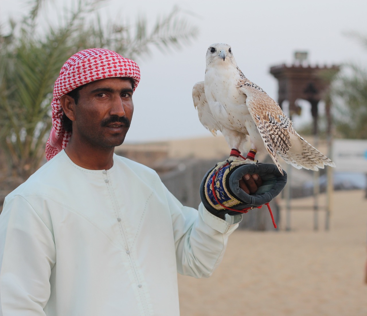 desert safari falconry falcon free photo