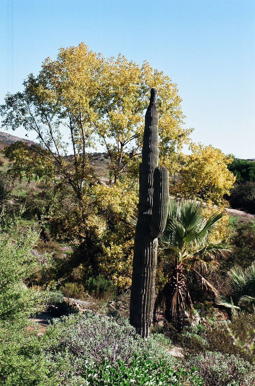 desert cactus environment free photo