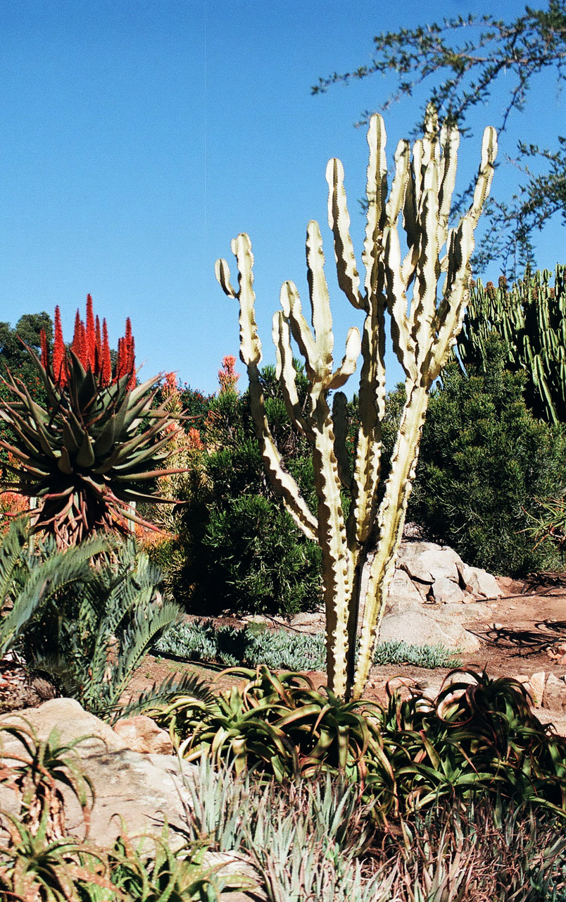 desert environment plants free photo