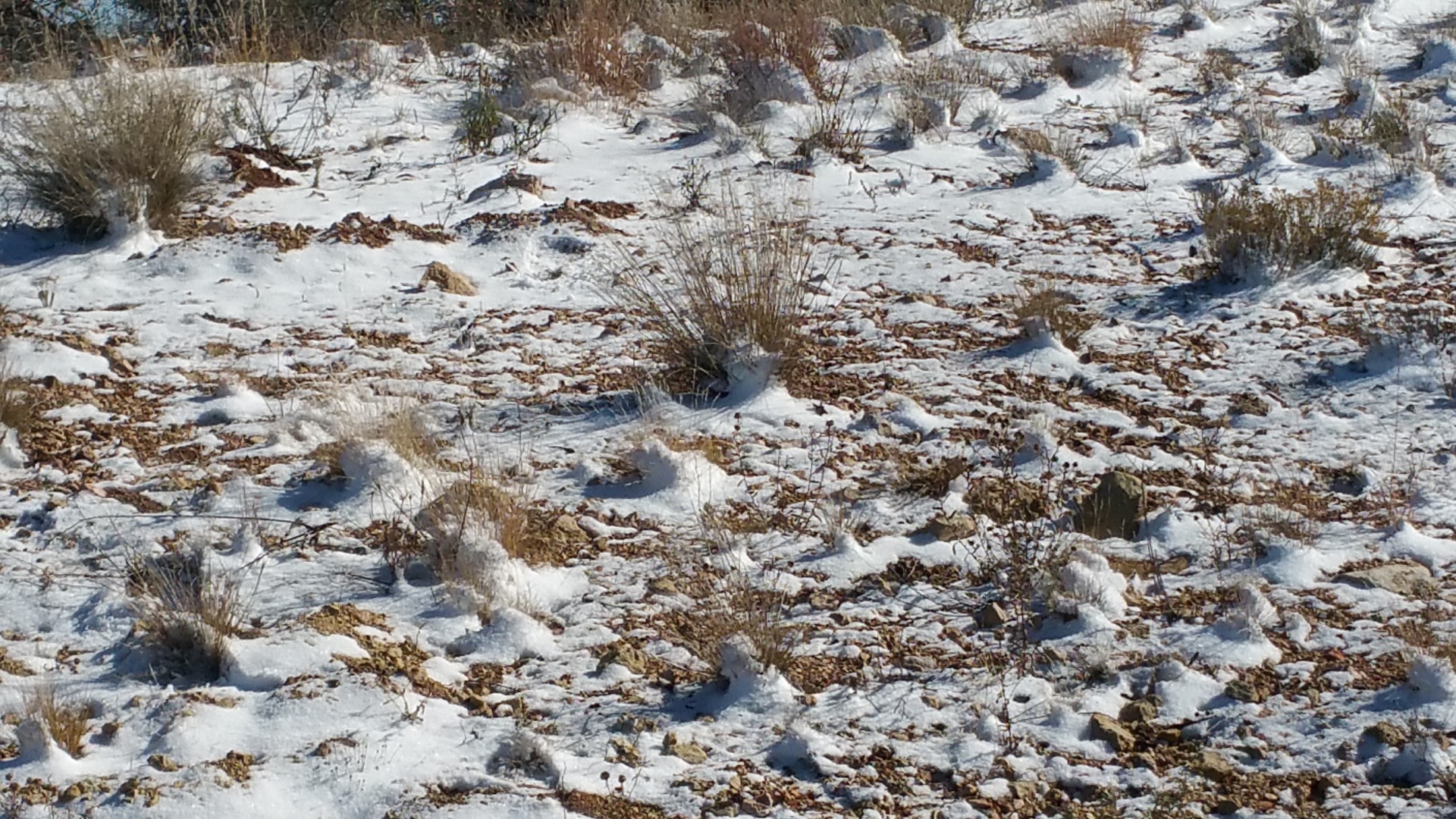 snow winter brown free photo