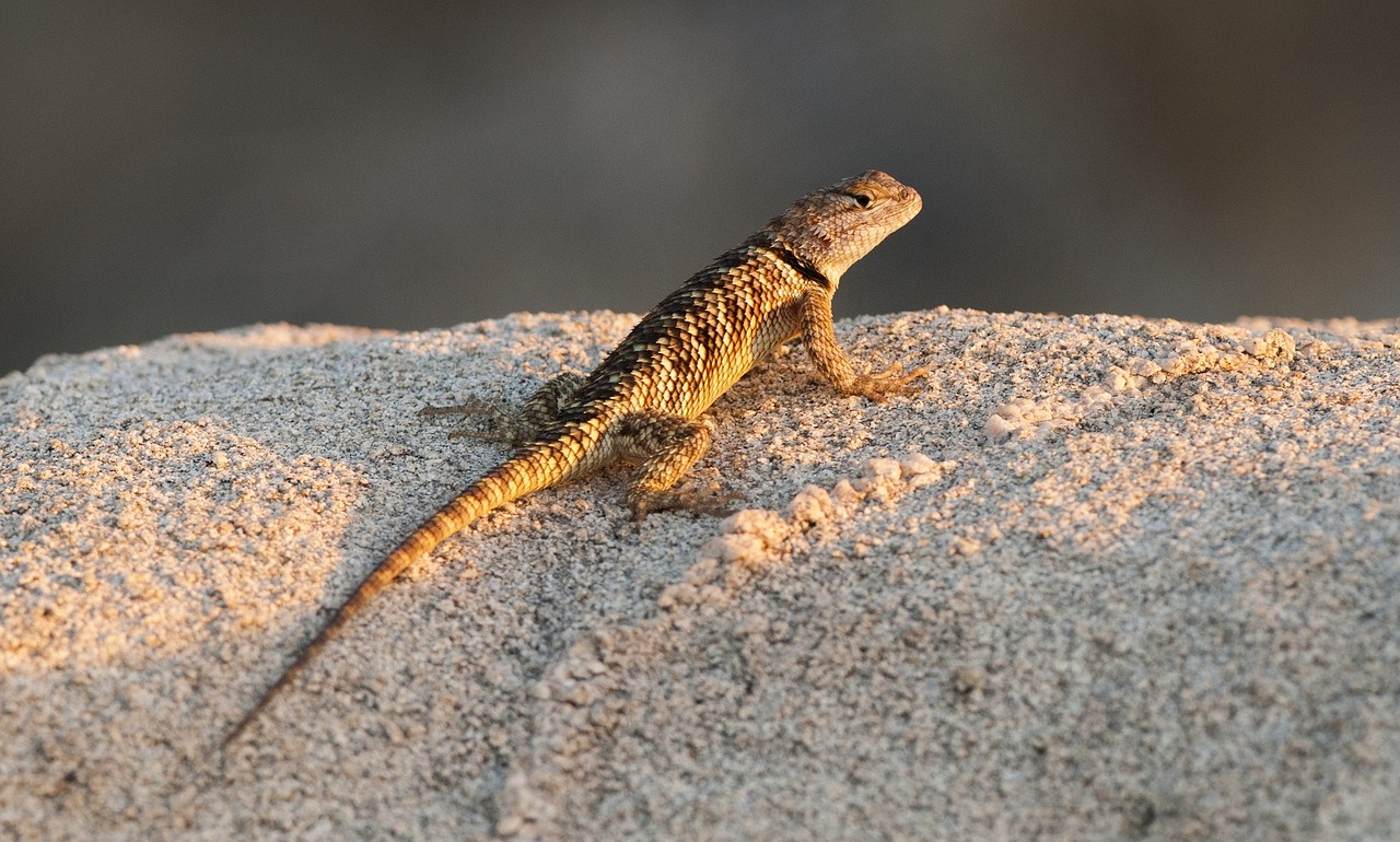 desert spiny lizard reptile wildlife free photo