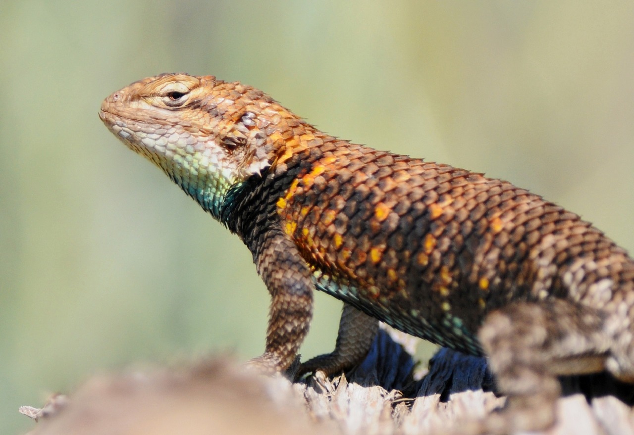 desert spiny lizard reptile portrait free photo