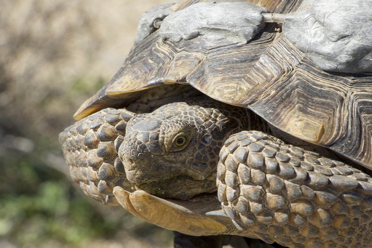 desert tortoise macro wildlife free photo