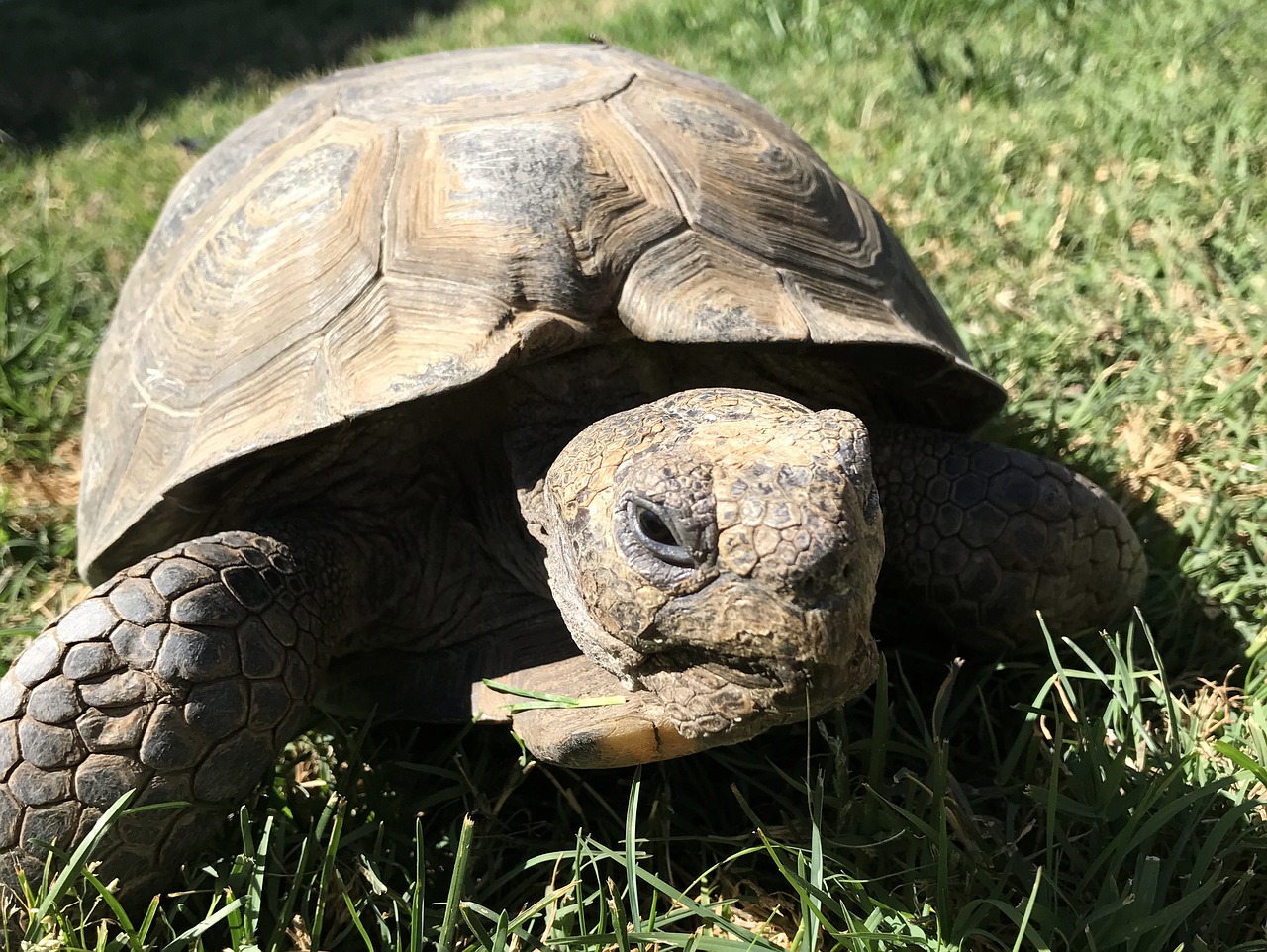 desert tortoise reptile wildlife free photo