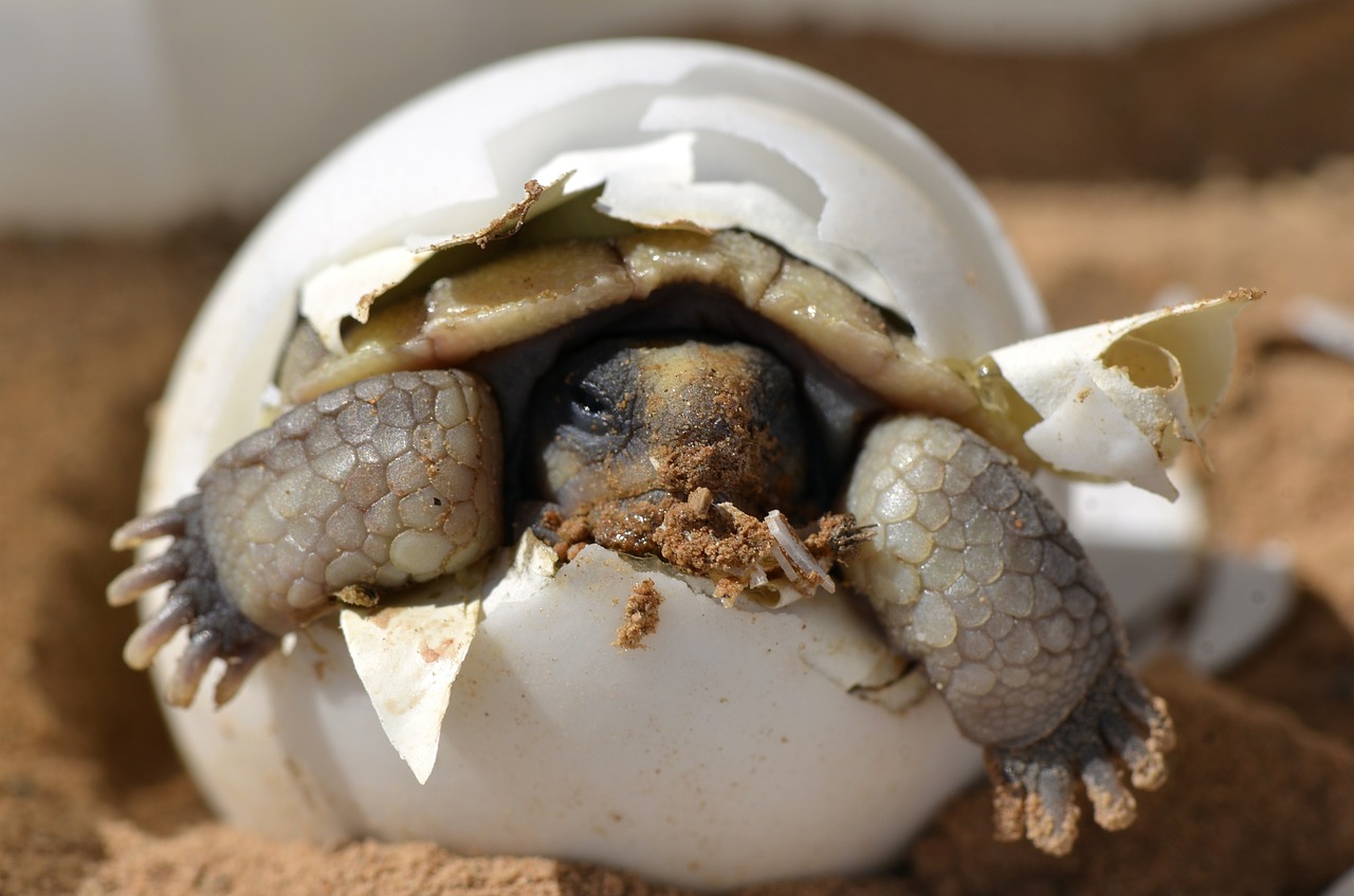 desert tortoise hatching baby free photo