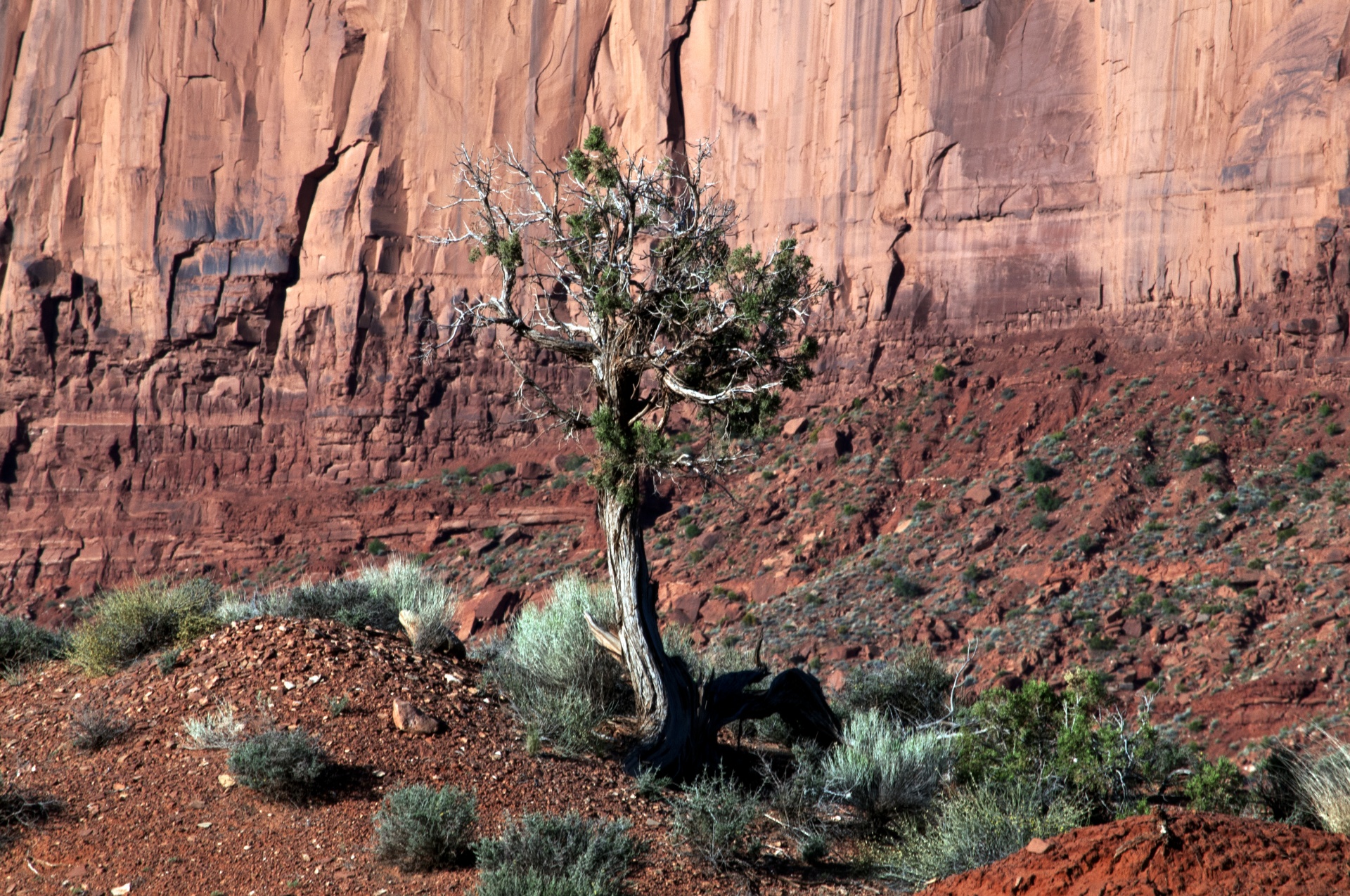 tree trees nature free photo