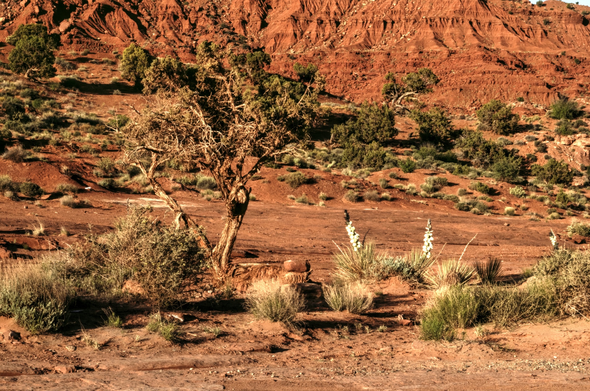 arizona desert monument valley free photo