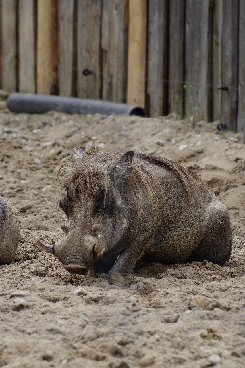 desert warthog pig animal free photo