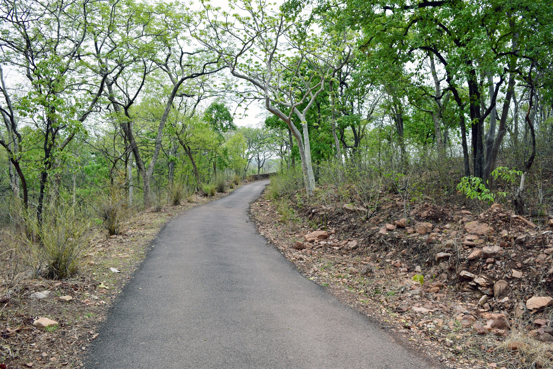 road path forest free photo