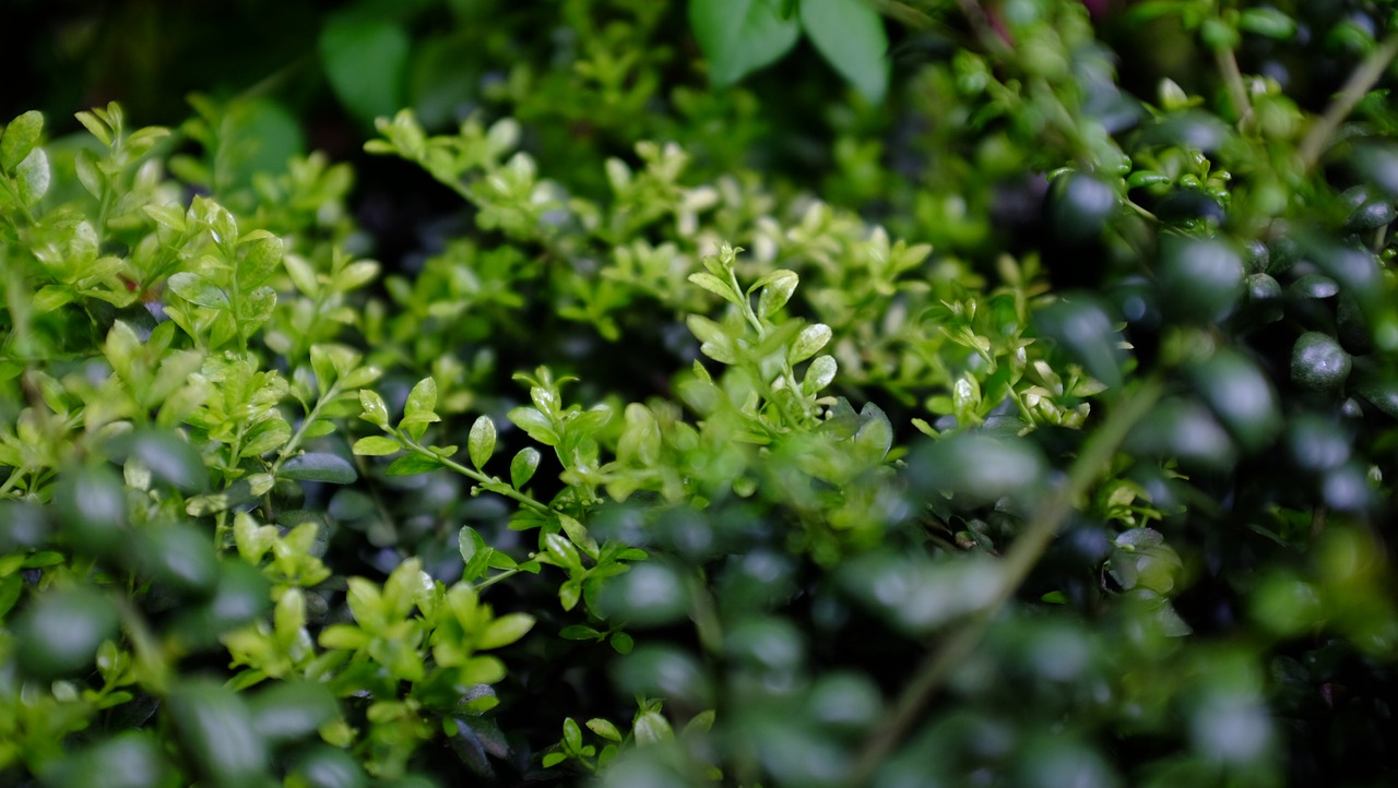 desktop green plant free photo