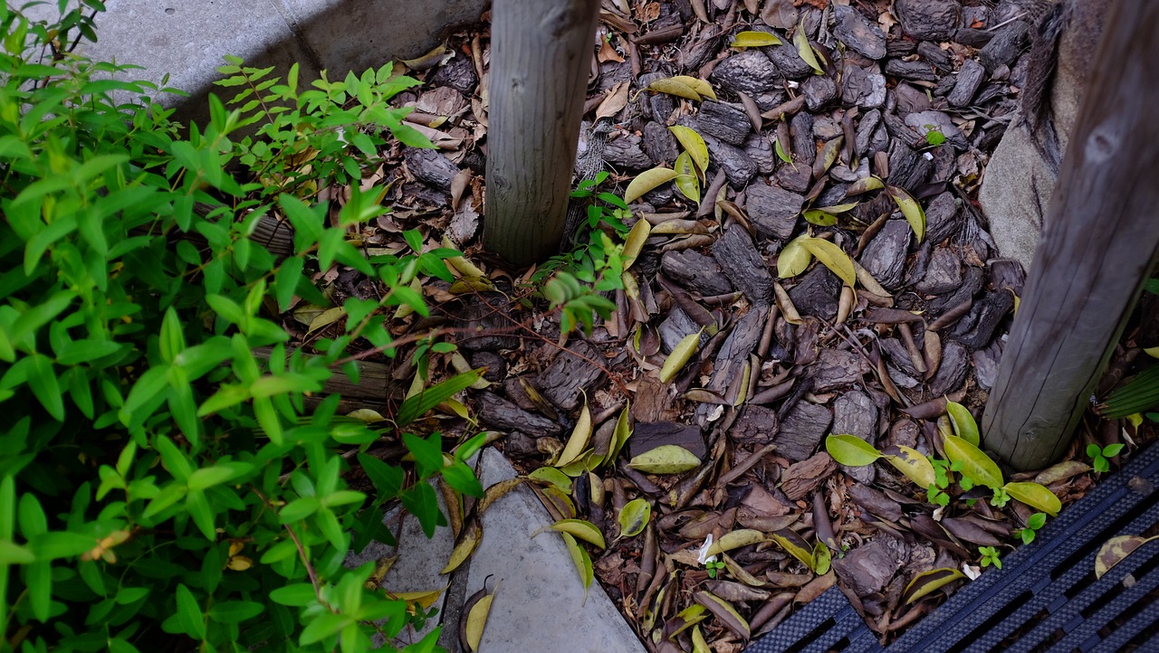 desktop green plant free photo