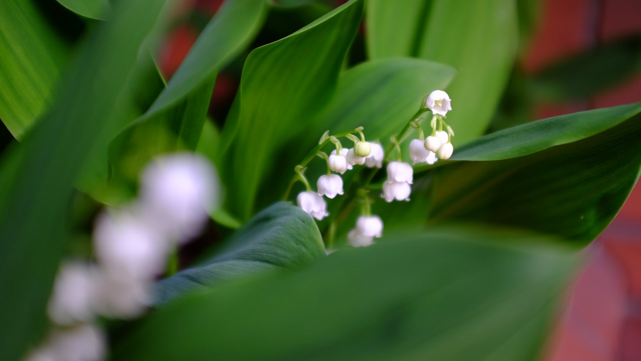 desktop green plant free photo