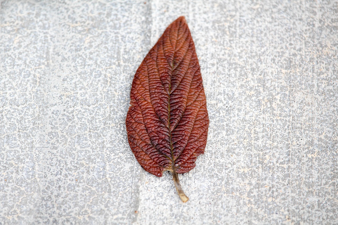 desktop nature leaf free photo