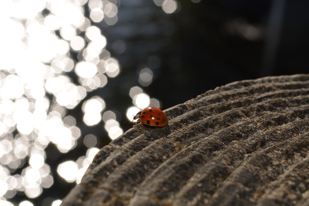 desktop nature closeup free photo