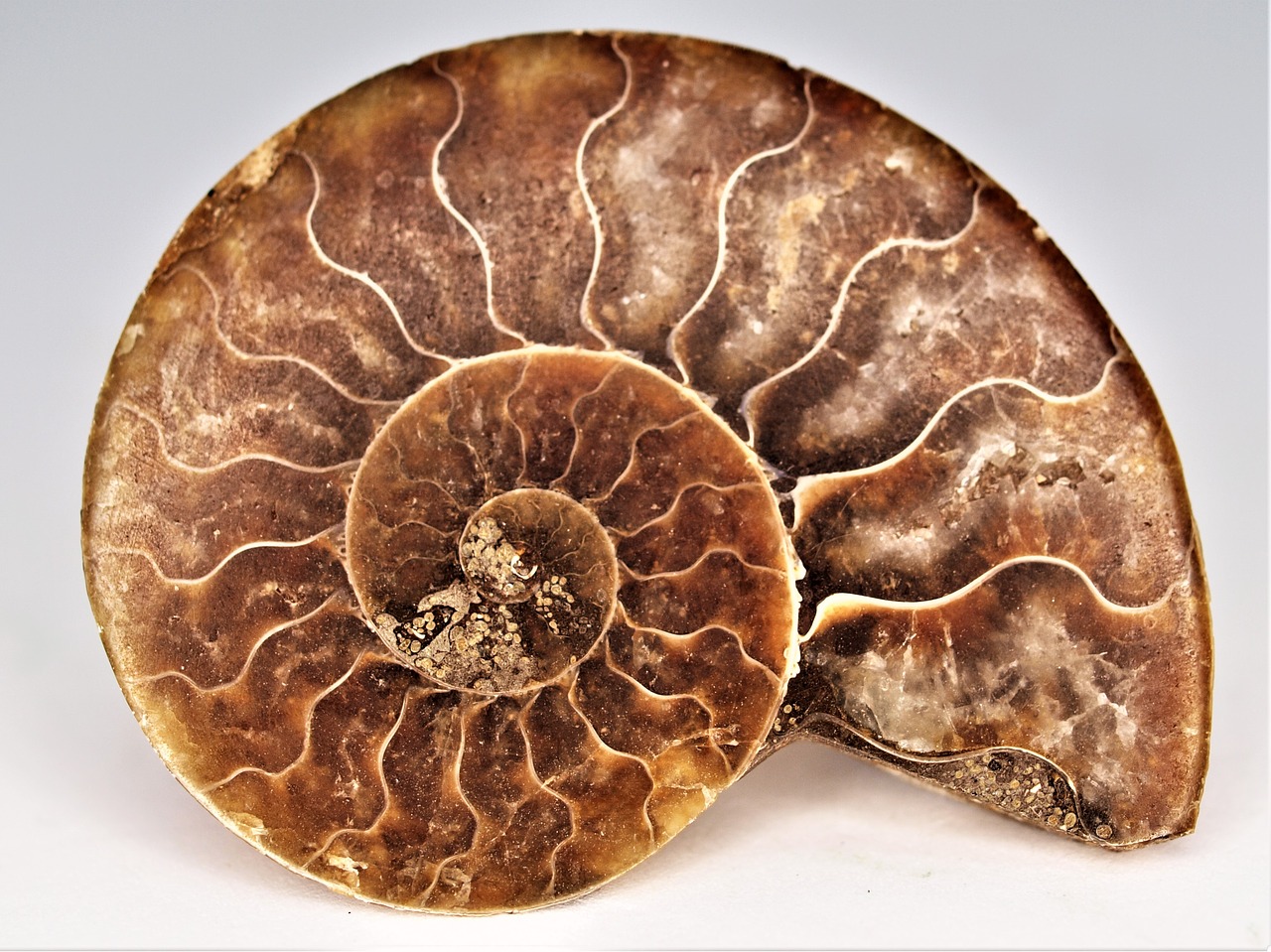 desktop  ammonite  fossil free photo