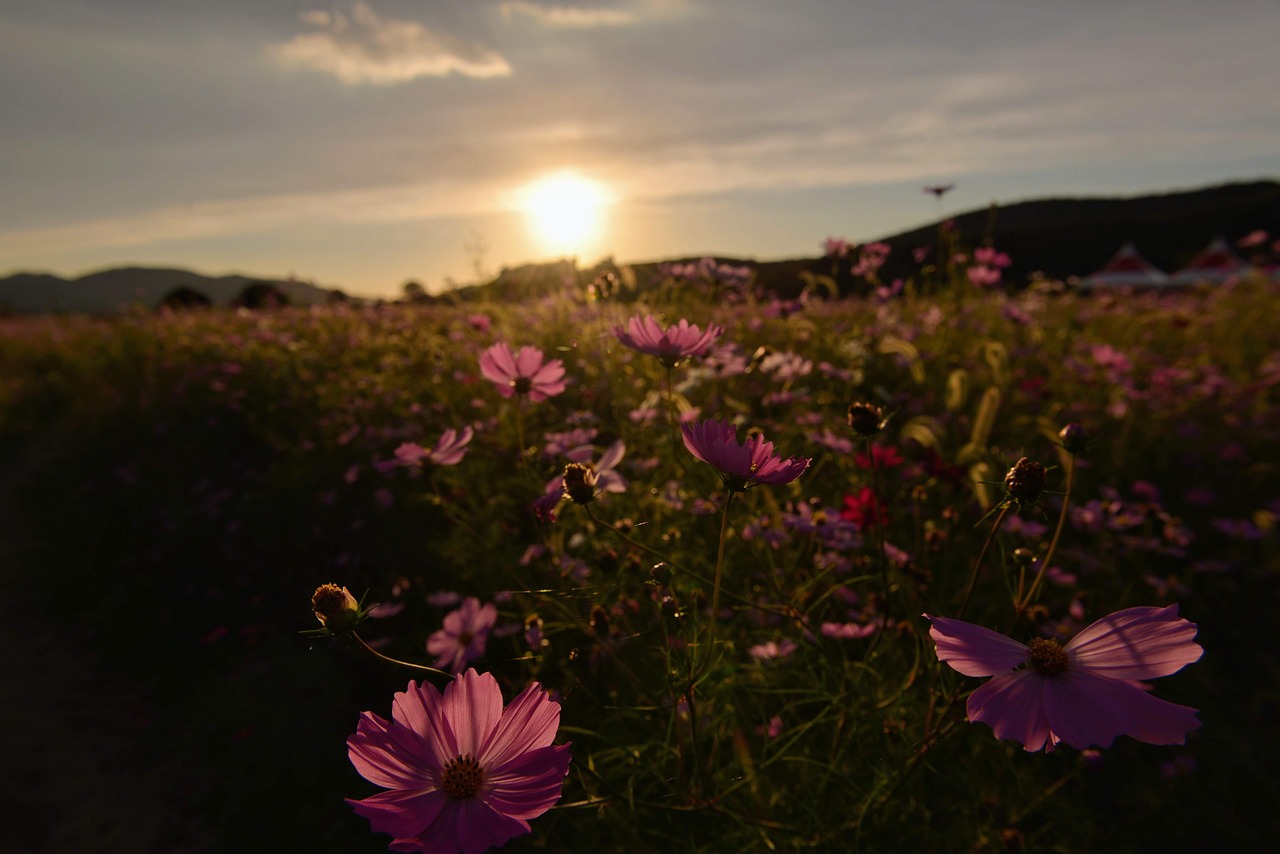 desktop  fall flowers  cosmos free photo